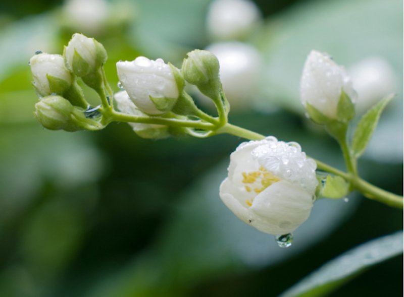 Revitalize Your Eyes Naturally: The Benefits of Arabian Jasmine and Tree Hawthorn - Caire Beauty